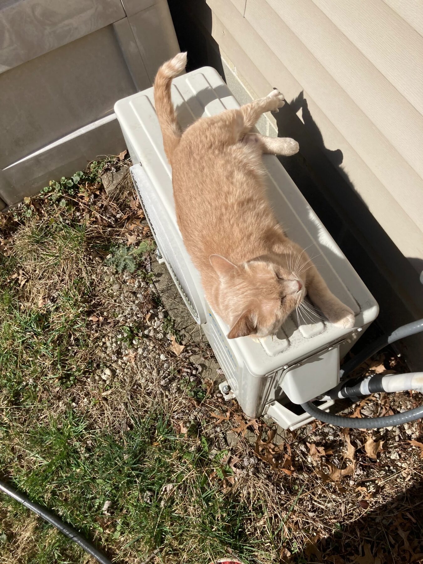 Madeira napping in the sun outside