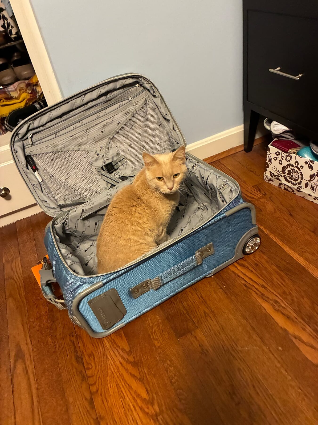 Madeira sitting in an open blue suitcase